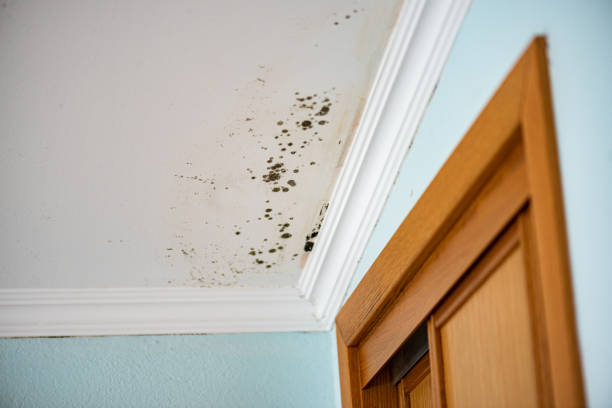 Professional Mold Inspection, Removal & Remediation in Foresthill, CA